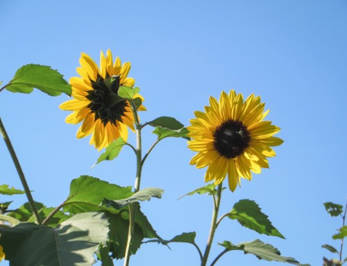 Sunny Court