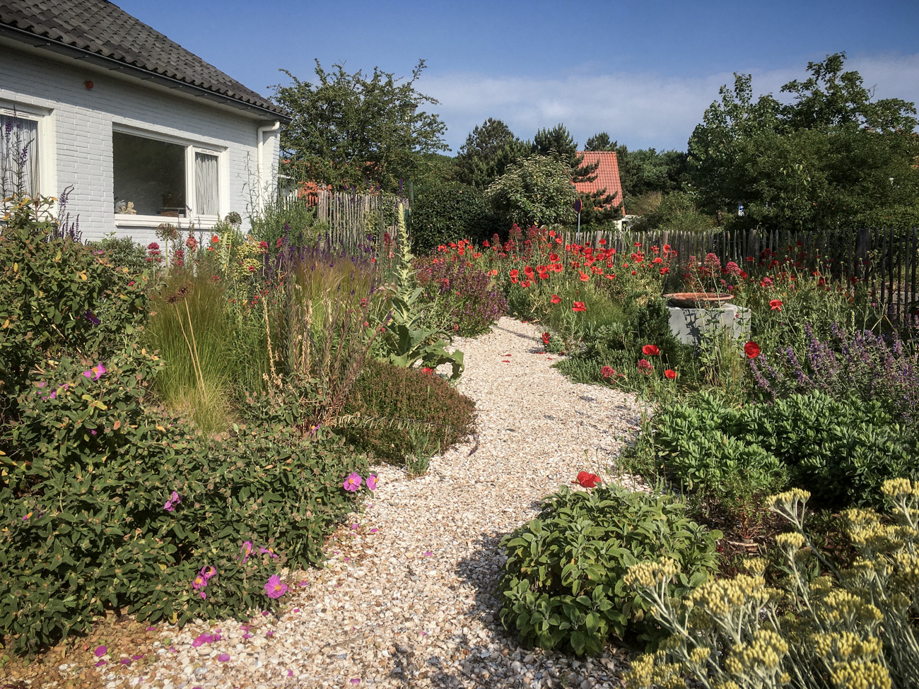 Zon- en droogteminnende planten